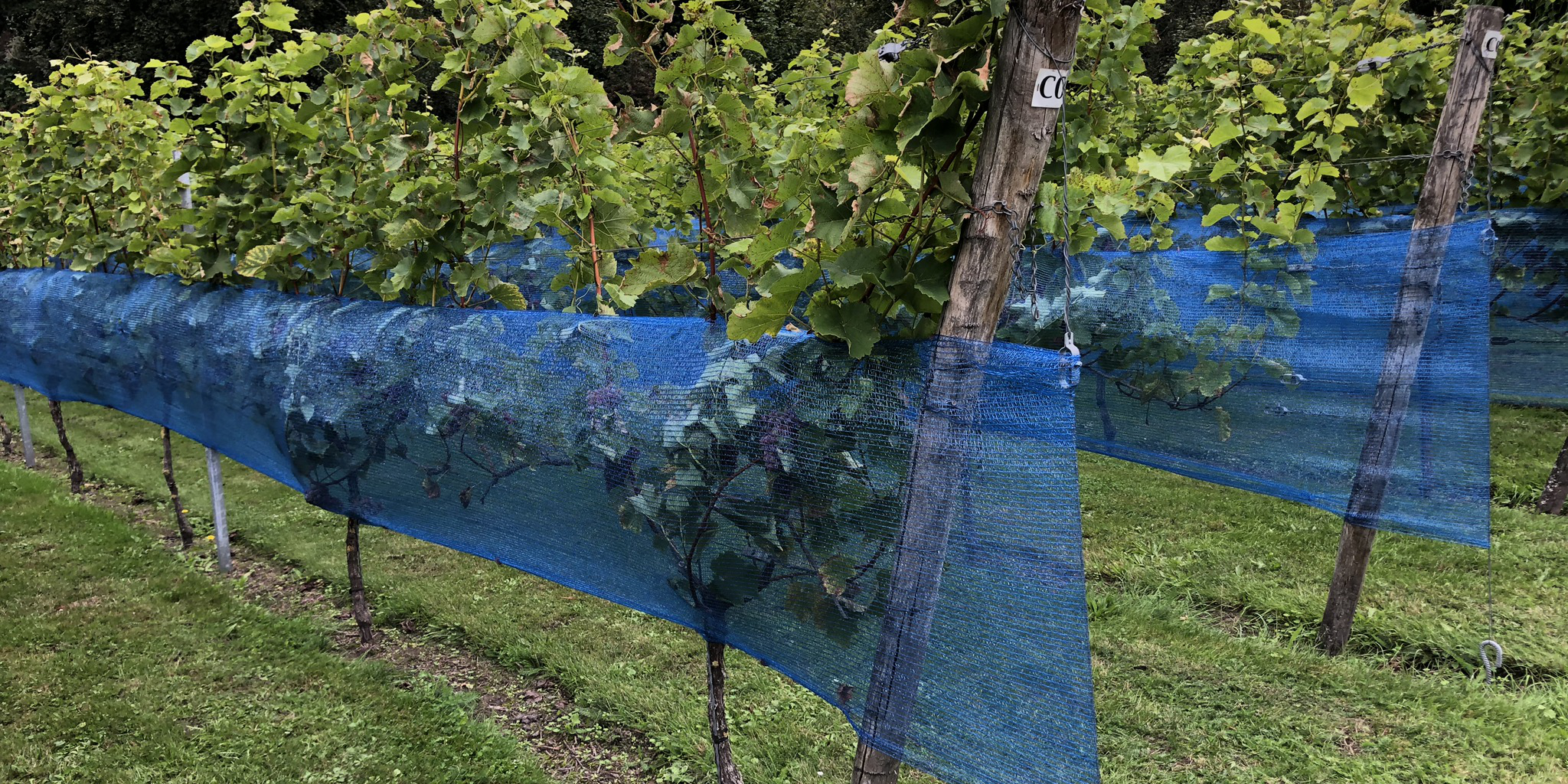 Netz Wespenschutz Vogelschutznetz Weinrebenschutz blau 120 cm 5 m Meterware 